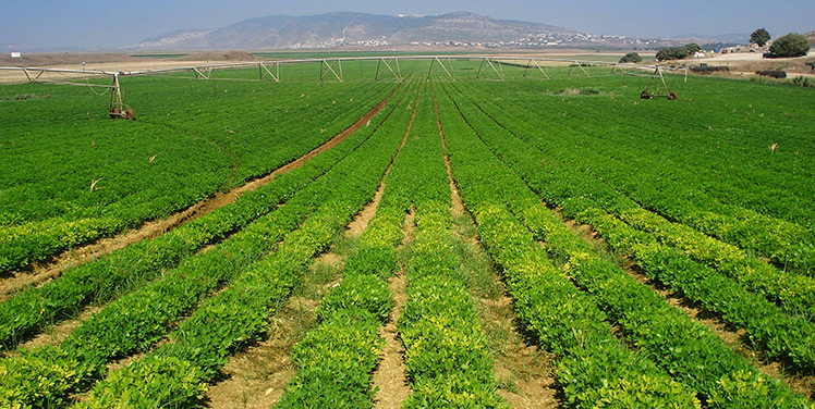 Israeli Agriculture