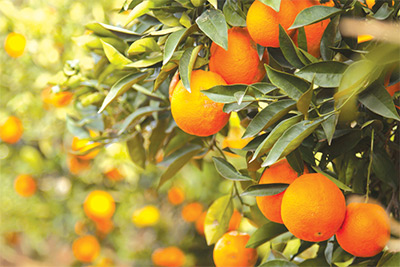 Oranges grow in Israel.